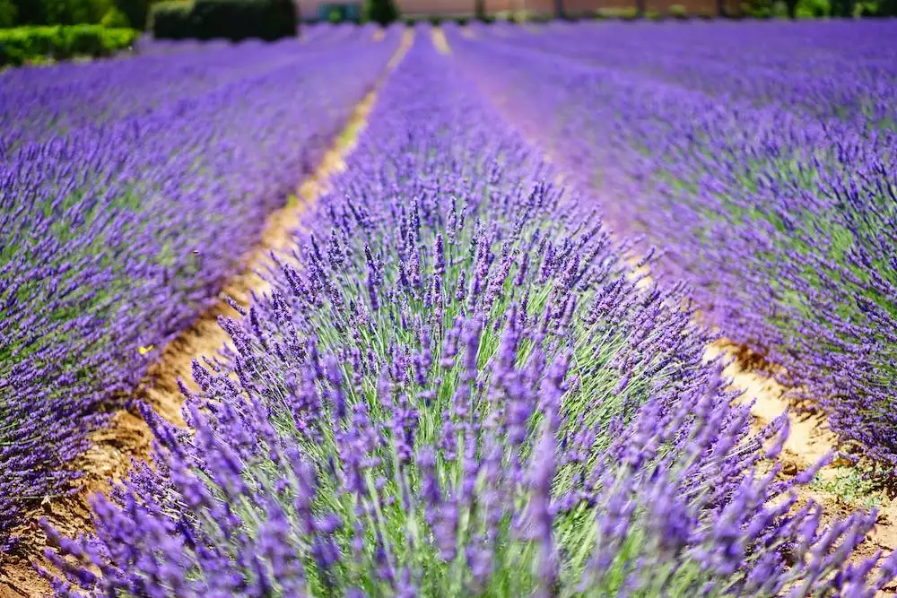 Provence Nábytek